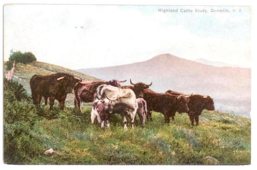 Coloured postcard of Highland Cattle near Dunedin. Excellent card. - 41753 - Postcard image 0