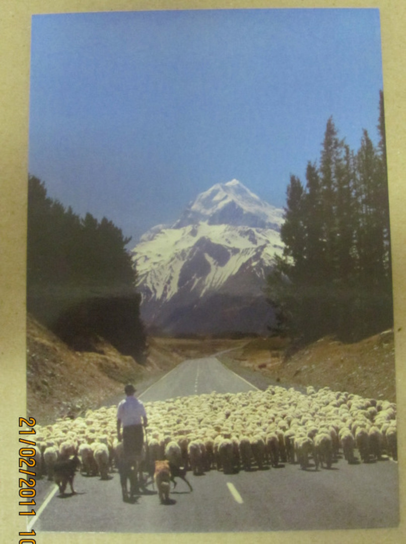 Modern Coloured Postcard of droving sheep Mt Cook. - 444227 - Postcard image 0