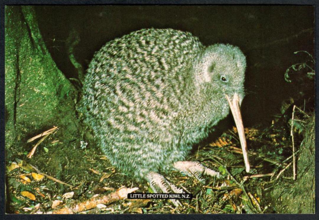 LITTLE SOOTTED KIWI Modern Coloured Postcard by PPL. - 443527 - Postcard image 0