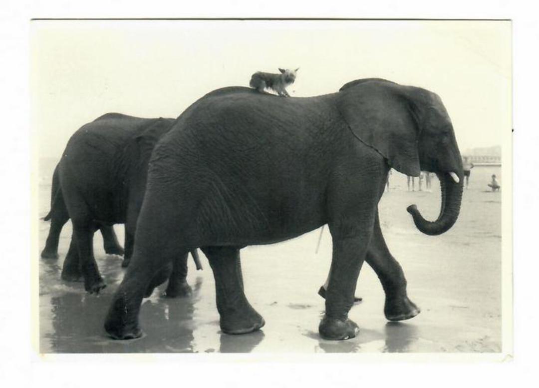 NETHERLANDS Modern Postcard Elephants. - 30474 - Postcard image 0