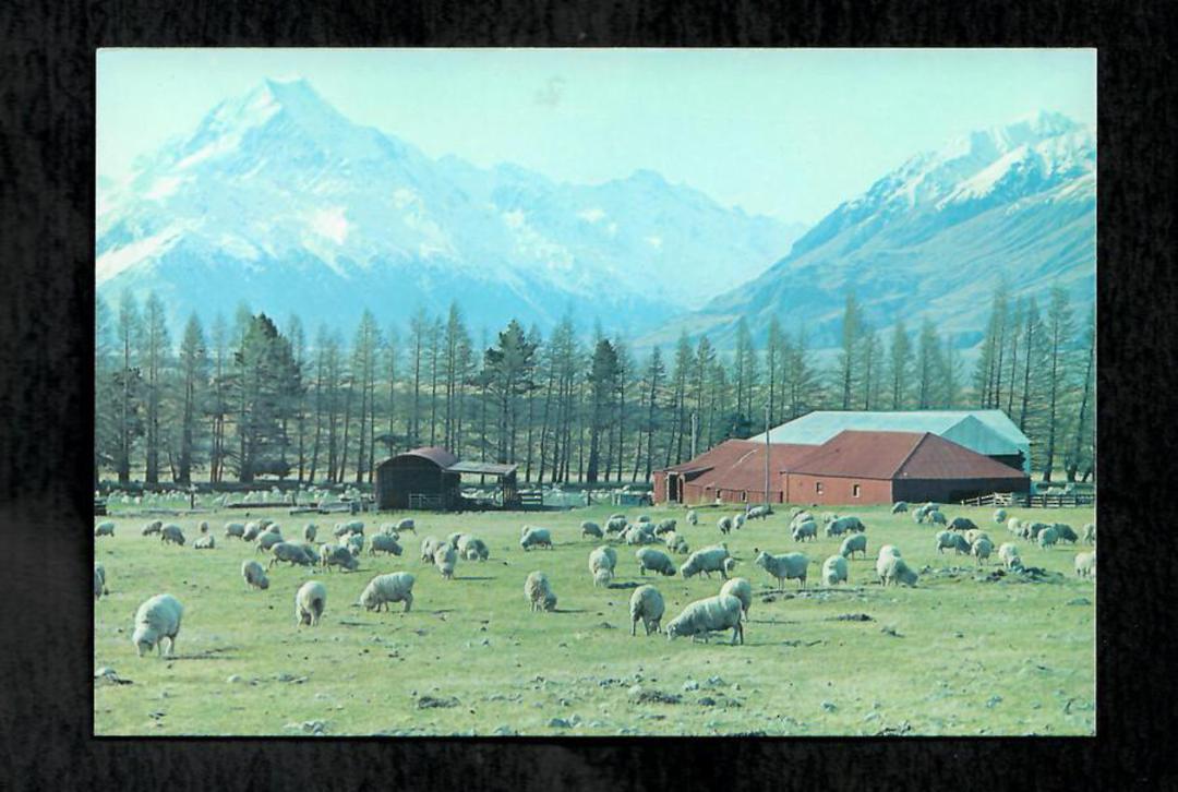 Modern Coloured Postcard by Gladys Goodall of Mt Cook from Glentanner Sheep Station. - 444503 - Postcard image 0