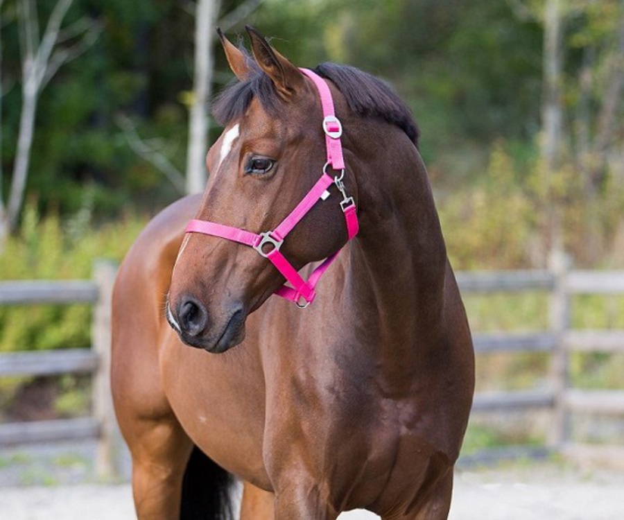 Horze Basic Halter image 0