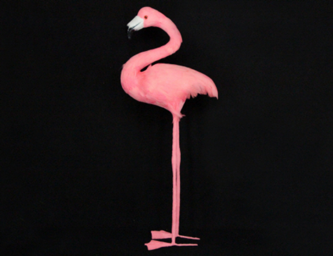 Pink Feathered Flamingo image 0