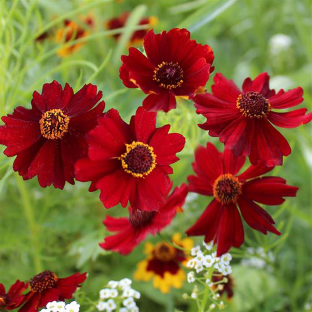 Coreopsis tinctoria (Dwarf Red Plains) | GardenPost And Wildflower ...