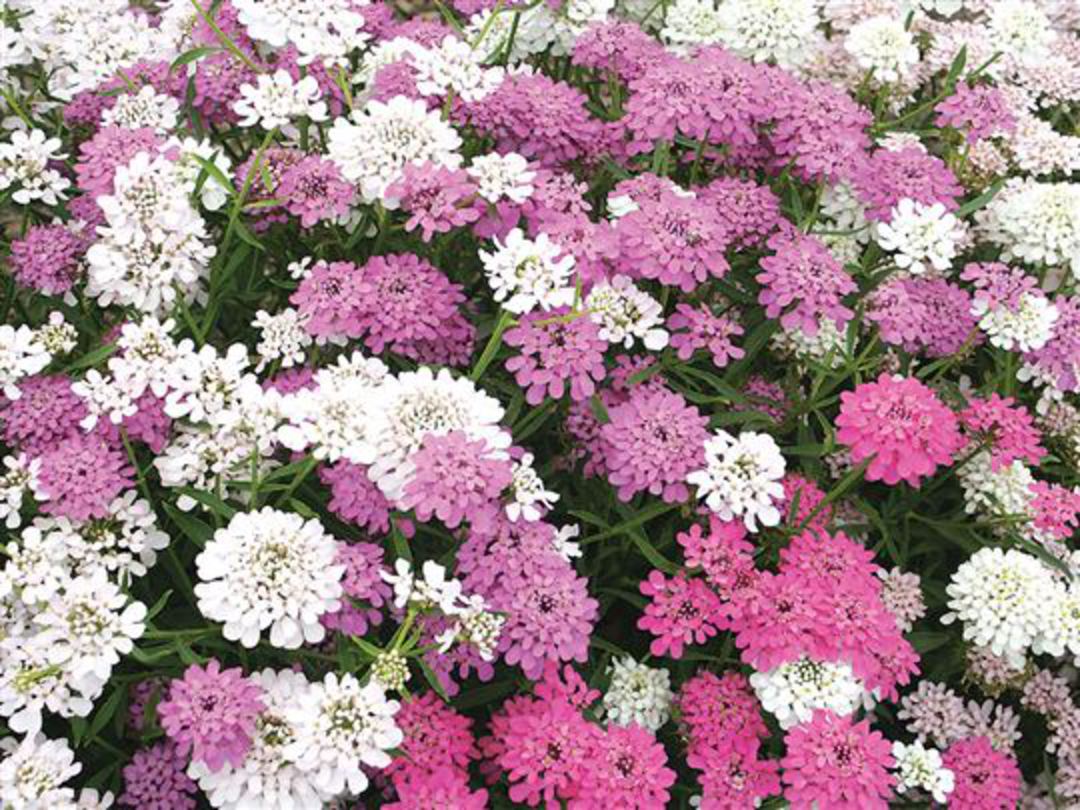 Garden|Flowers|Iberis|umbellata||Candytuft|Dwarf|Fairy|Mix||gardenpost ...