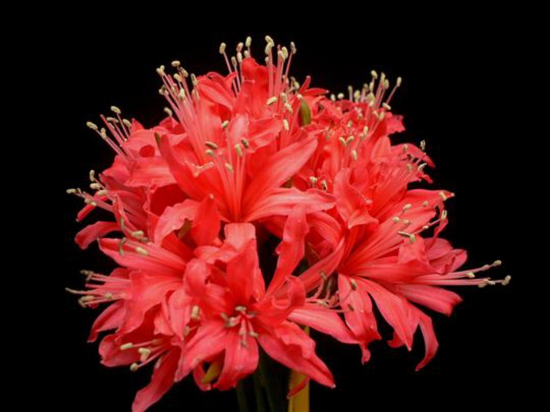 Rare|Nerine|Red|gardenpost|wildflower