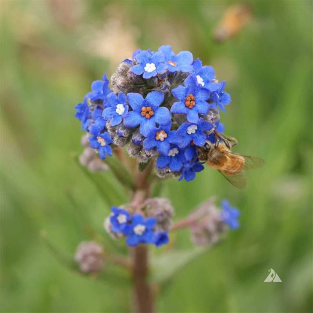 Anchusa capensis (Cape Forget Me Not) image 0
