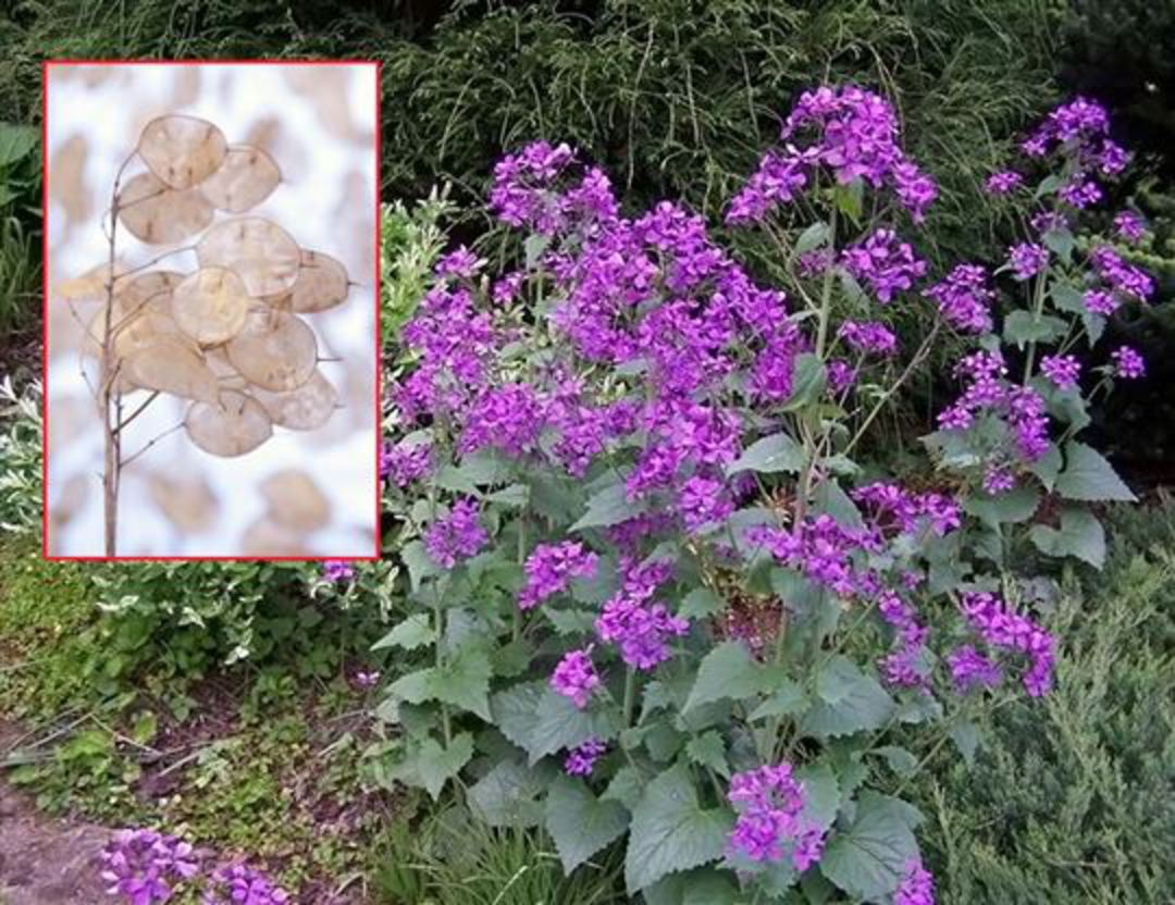 Lunaria biennis (Money Plant, Honesty) | GardenPost And Wildflower ...