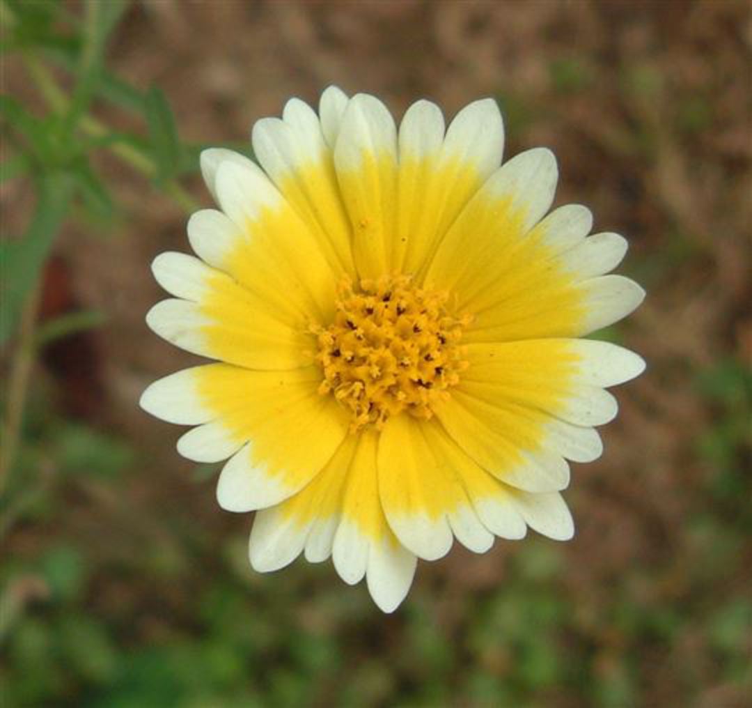 Wildflower|Species|Layia|platyglossa||Tidy|Tips||gardenpost|wildflower