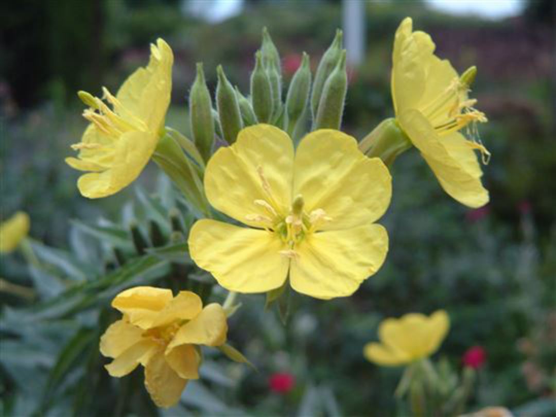 Wildflower|Species|Oenothera|lamarckiana||Evening|Primrose||gardenpost ...