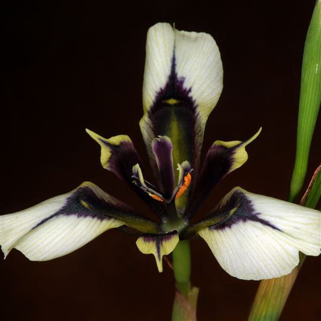 Rare|Moraea|lurida|gardenpost|wildflower