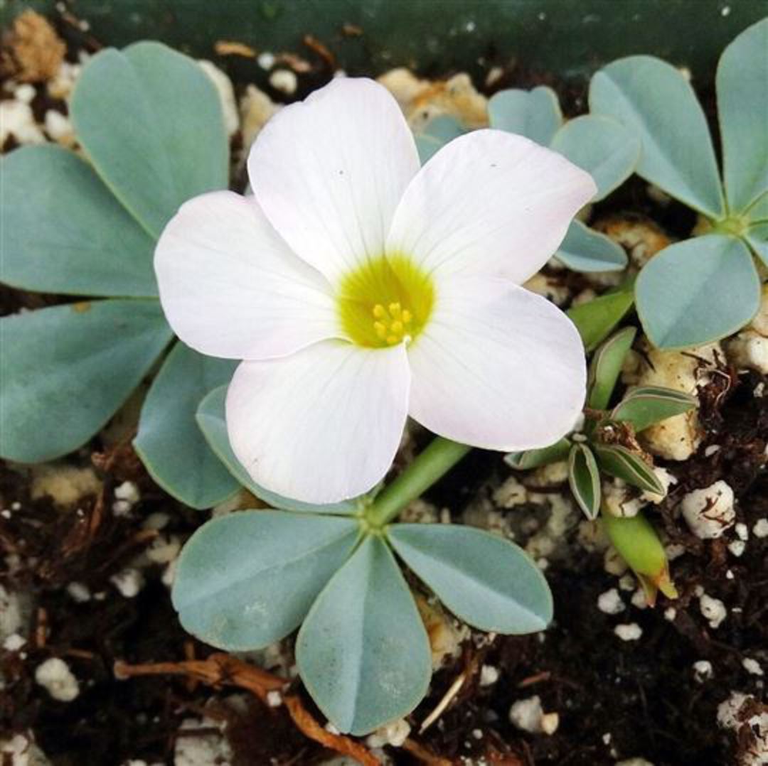 Rare|Oxalis|flava|White|gardenpost|wildflower