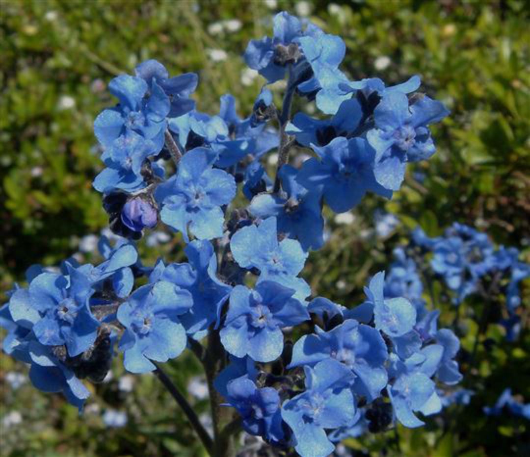Cynoglossum amabile (Chinese Forget-me-not) image 0