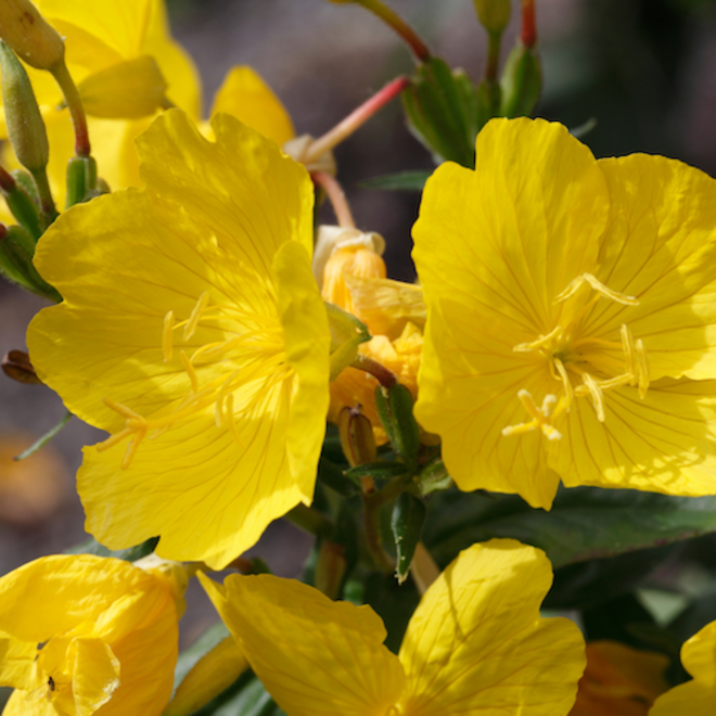 Evening primrose oil, certified organic image 0