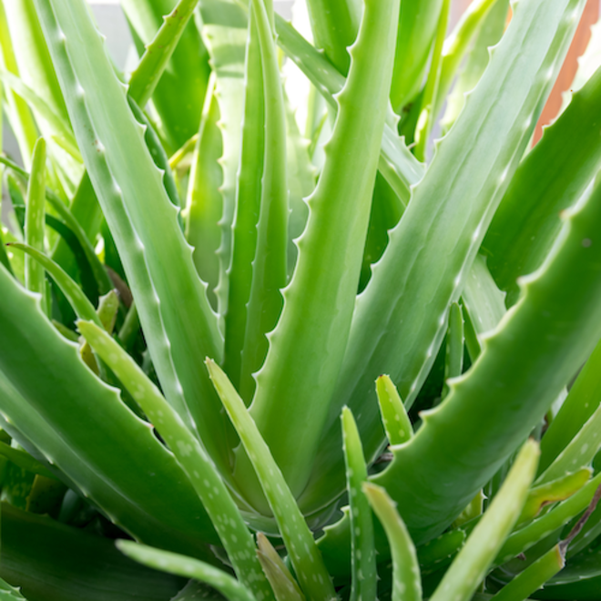 Aloe vera infused oil, NZ image 0