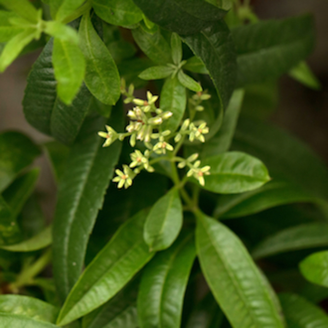 lemon verbena perfume oil