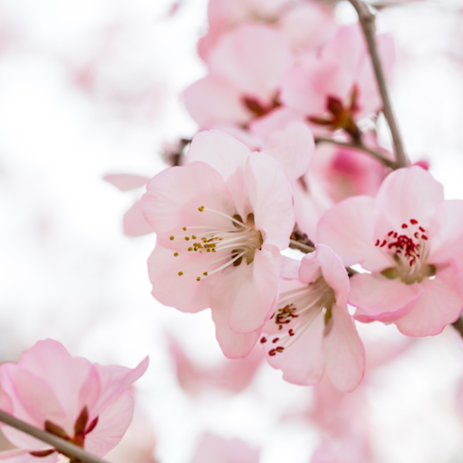 Peach blossom fragrance oil image 0