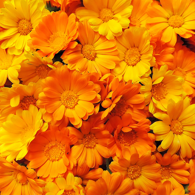 Buy organic calendula oil from Go Native NZ.