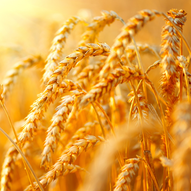 Hydrolyzed wheat protein