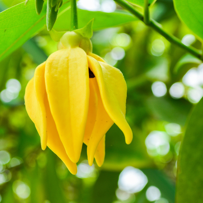 Download This page sells ylang ylang essential oil from Go Native.