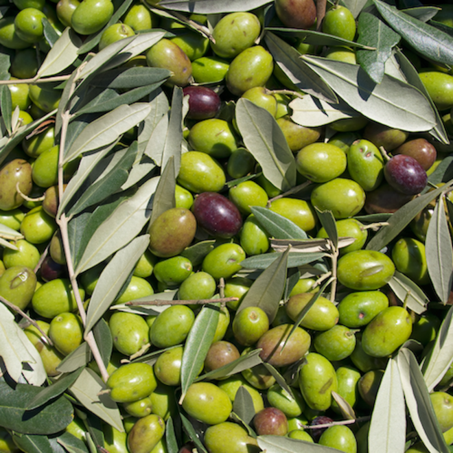 Olive oil, certified organic image 0