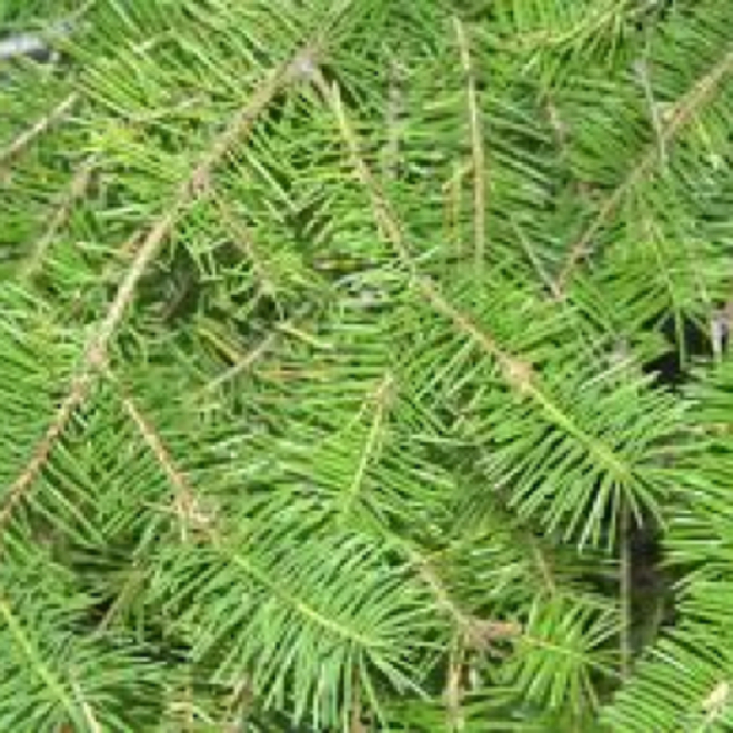 Fir needle essential oil image 0