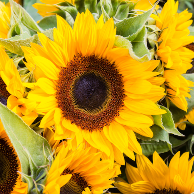 Sunflower oil, certified organic image 0