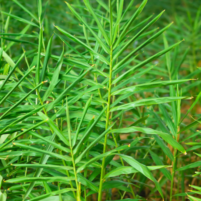 Gingergrass essential oil image 0