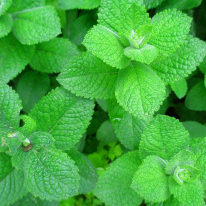 Peppermint essential oil, certified organic image 0