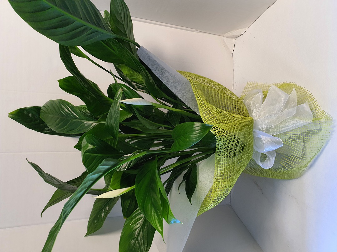 Peace Lily image 0