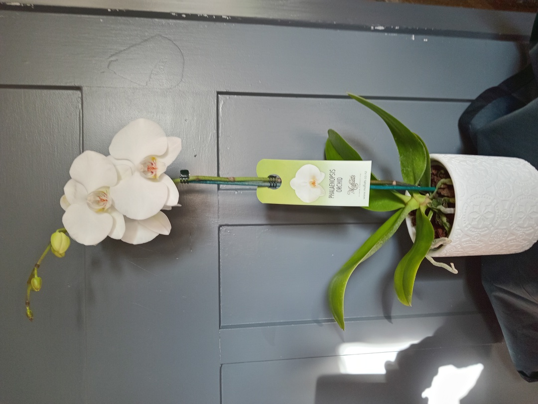 Phalaenopsis Orchid in White ceramic image 0