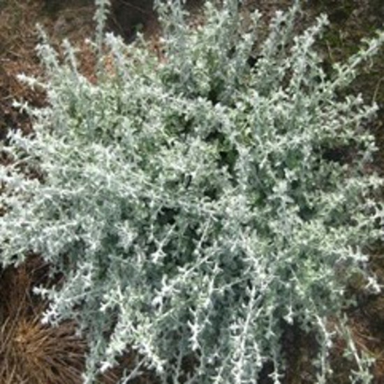 MTC Perennials Helichrysum Silver Mist 14cm