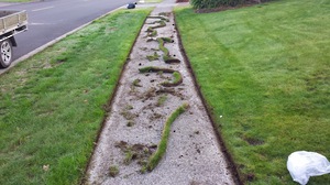 lawn repair nz