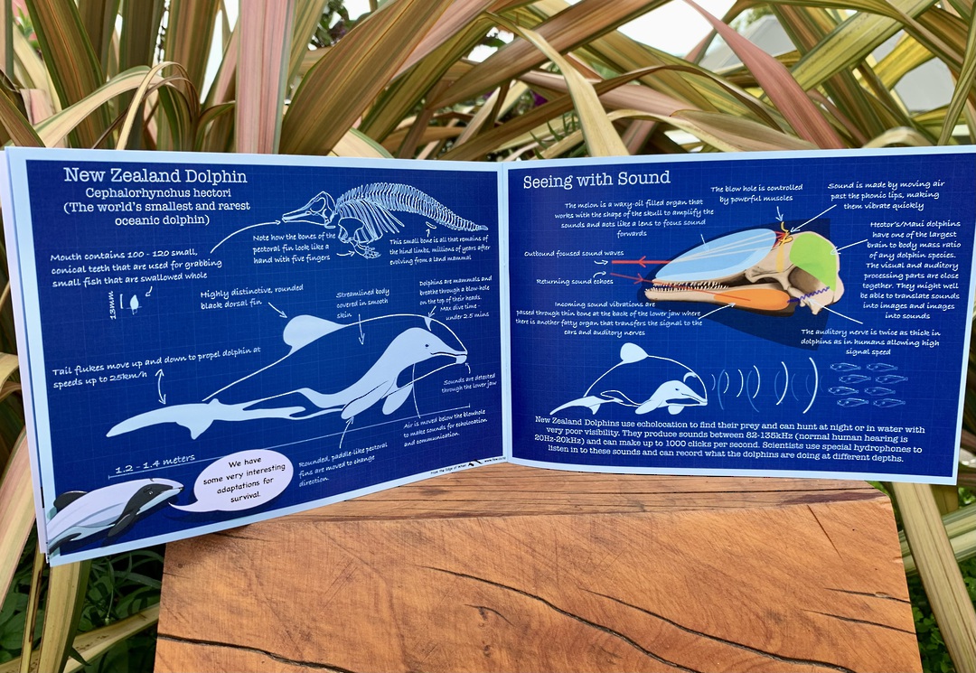 Hector Dolphin Fact and Activity Book image 2