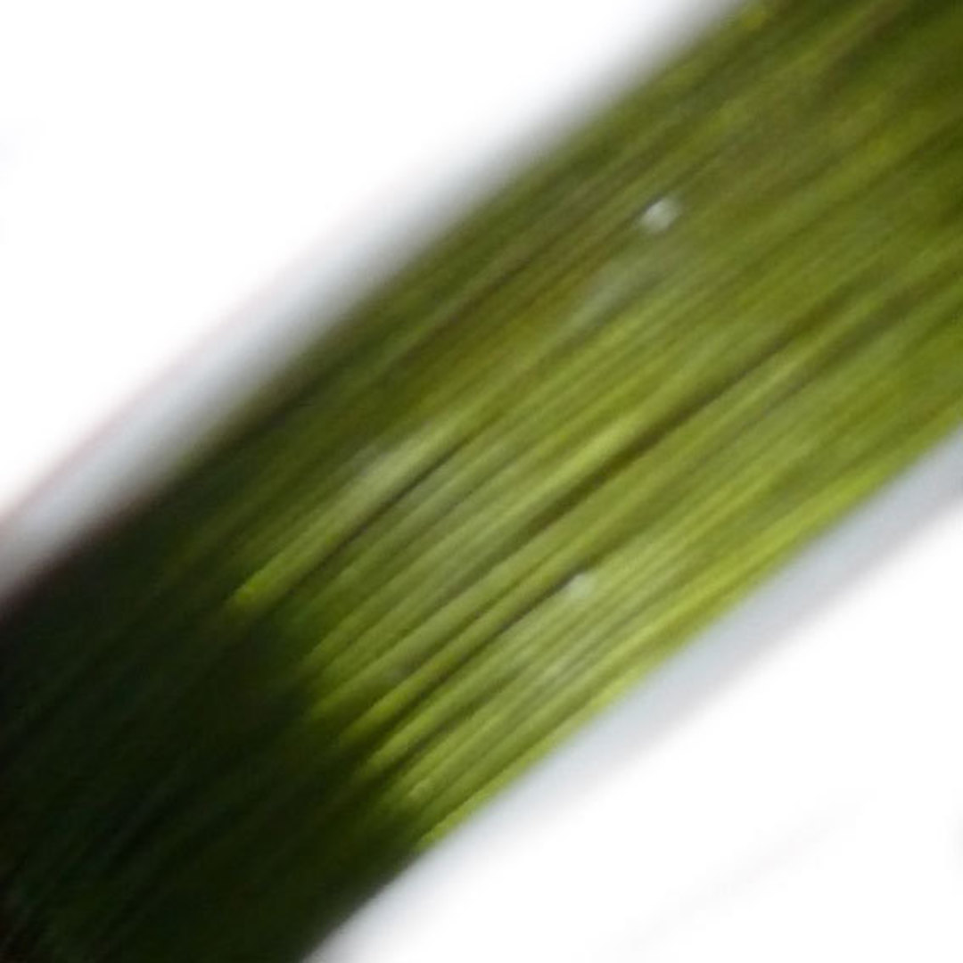 Tigertail Beading Wire: 100m roll - Lime Green image 0