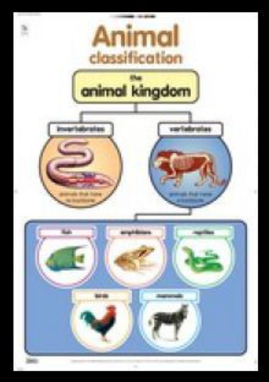 Animal Classification - Poster - Posters - The Science Shop