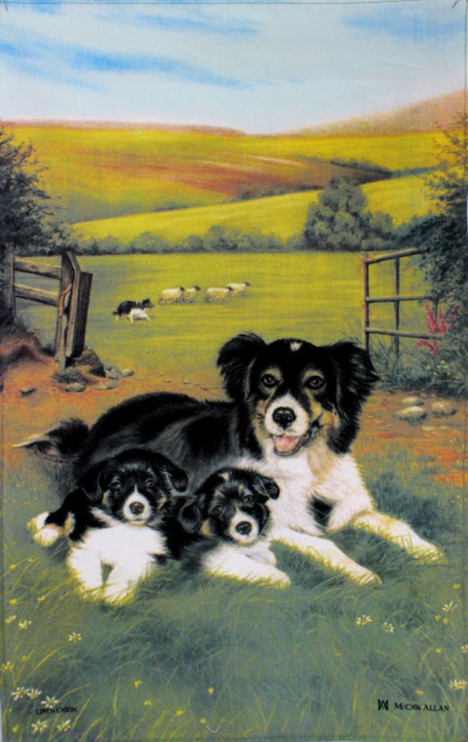 Samuel Lamont 'Sheepdog Collie Pups' tea towel Code : TT-891. (NEXT DELIVERY APRIL 2021) image 0