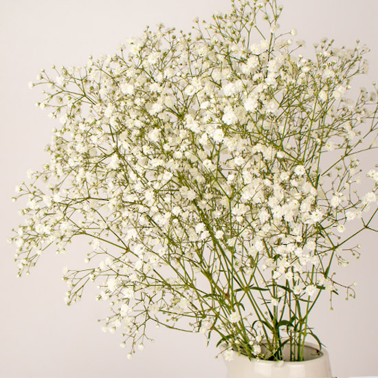 Cosmic White Gypsophila - Gypsophila grown by Van Lier Nurseries Ltd