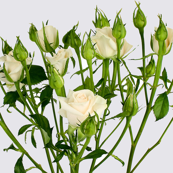 Royal Porcelina Spray Rose Plant - Roses grown by Van Lier Nurseries Ltd.