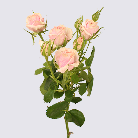 Sweet Porcelina Spray Rose - Spray Roses grown by Van Lier Nurseries Ltd