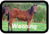 Weaning1