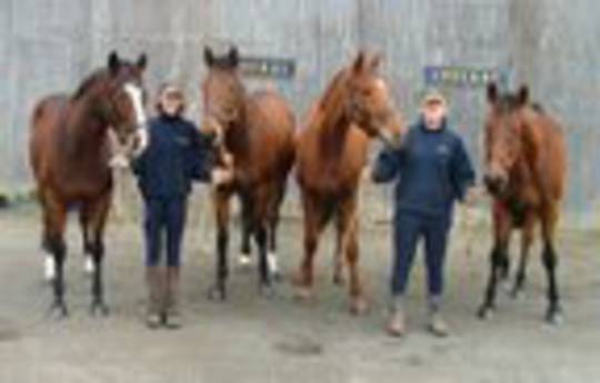 Sporthorse HorseHotel for Holiday Care