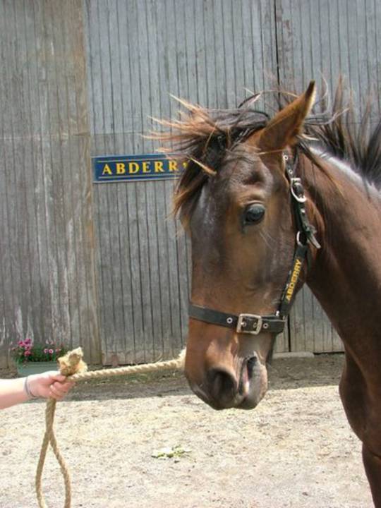 Sporthorse Ground Control Lessons