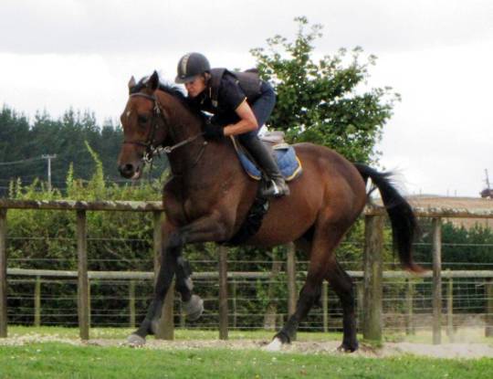 Racehorse Full Pre-Race Training