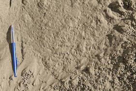Dune Sand - (In Store or Click and collect)