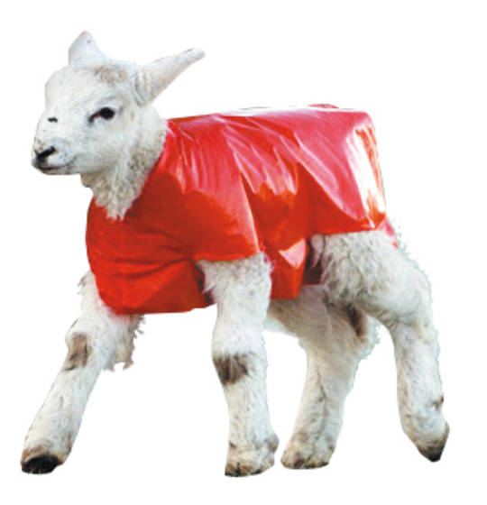 Lamb Covers (50 Pack)