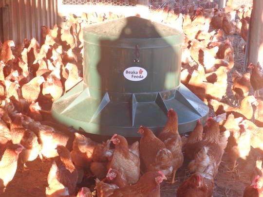 Beaka Feeda - Poultry Feeder image 3