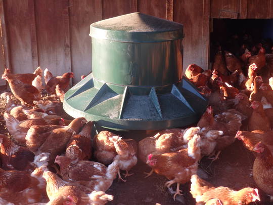 Beaka Feeda - Poultry Feeder image 4