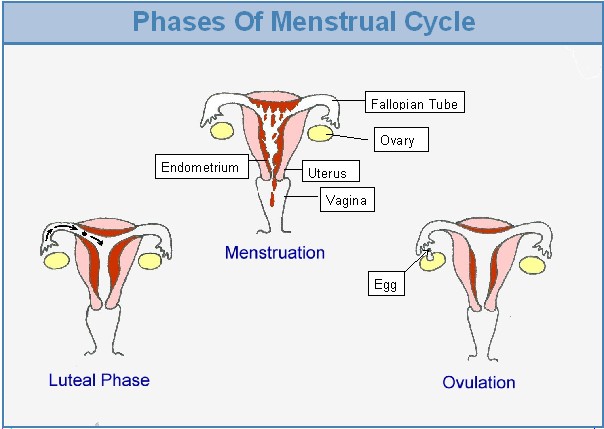 Understanding Your Menstrual Cycle and Phases