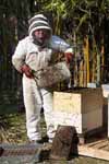 beekeeper-and-bees6.jpg